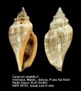 Canarium anatellum (2)